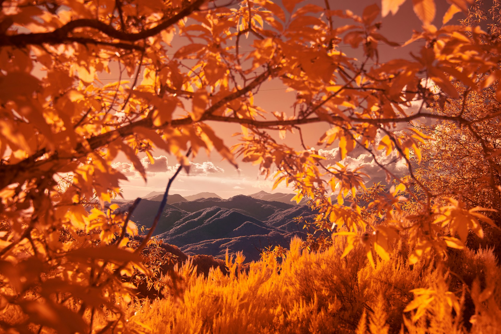 Autumn
