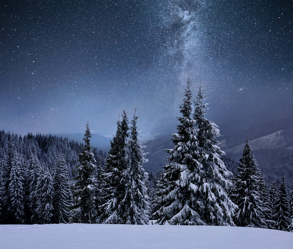 Forest mountains